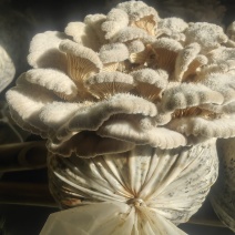 白参菌干货