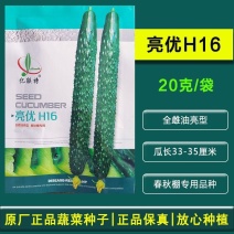 亿联特黄瓜种子亮优H16黄瓜种子全雌油亮春季秋大棚绿肉