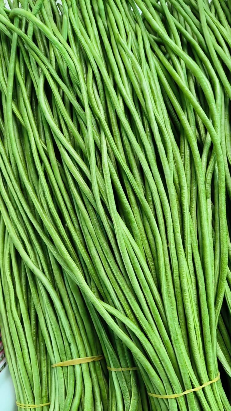 云南红河建水县豆角 7