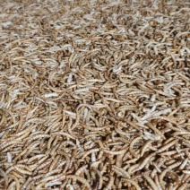 黄粉虫干虫