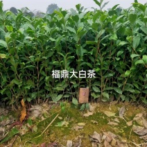 自家优质茶苗亏本甩卖，腾地处理
