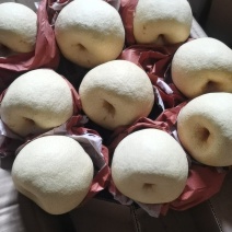 陕西渭南蒲城酥梨大量有现货，皮薄脆甜，细砂无渣，