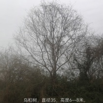 原生苗乌桕树