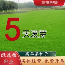 高羊茅种子草坪种子四季常青草坪种子耐寒免修剪耐践踏