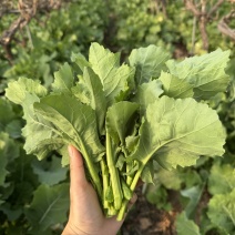 油菜苔