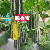 脆香蜜冰糖子甜掉牙博洋9号甜瓜种子早熟高产薄皮酥脆糖度高