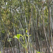 卖竹子