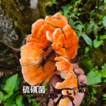 野生硫磺菌，可提前预约长期合作。喜欢的联系