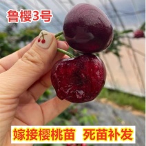 鲁樱三号樱桃苗，口感香甜，果子大，产量高，好管理，