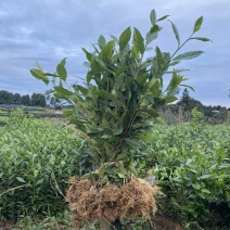 茶叶树苗批发茶园基地直供提供技术指导园林绿化可开发票