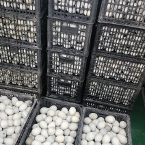 《精品》松花蛋，皮蛋，松花皮蛋，全国地摊货，支持一件代发