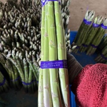 上海崇明芦笋基地直发，量大从优