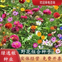多年生野花组合种子花海庭院绿化四季开花耐寒耐旱新手易种