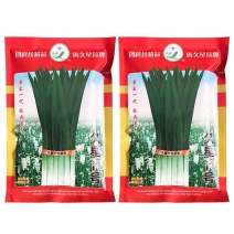 久星11号韭菜种子抗寒抗病叶色深绿肥厚宽大