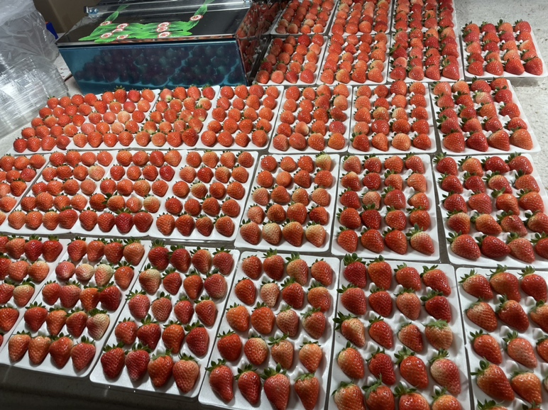 奶油草莓与巧克力草莓并列展示,突出两者在外观与口感上的差异 奶油草莓与巧克力草莓对比图