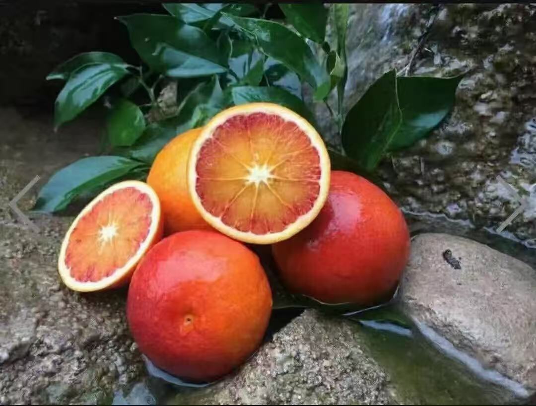 新鲜血橙特写
