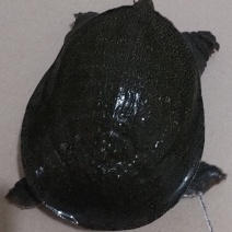 甲鱼