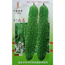 经典如意苦瓜种子早熟不早衰分枝强挂果多瓜皮碧绿