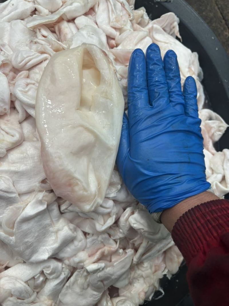 辽宁沈阳皇姑区鱼鳔 12.00元/斤鱼泡 内泡 白鲢