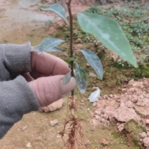 木姜子芽苗杯苗