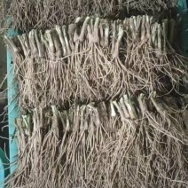 精选韭菜苗韭菜根电商用