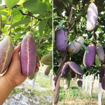 八月瓜苗三年苗当年种植第2年挂果。