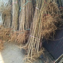 桃树实生苗嫁接桃树砧木苗原生桃苗占地桃树苗