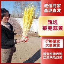 甄选山东莱芜蒜黄水北蒜黄优质蒜黄欢迎新老客户选购