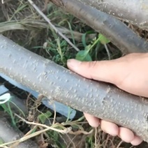 辽宁北镇李子树，3到5公分，多年生，占地，一手货源，产地