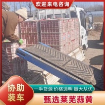 精选山东莱芜蒜黄从业十五余年诚信经营致电留言有优惠
