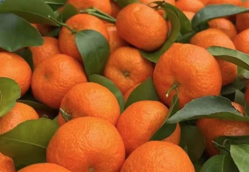 一颗刚采摘下来的金葵沙糖桔,果皮光滑细腻,呈现鲜艳的橙红色,果蒂周围带有新鲜绿叶,果实被轻轻剥开一角,露出晶莹剔透的果肉,汁水欲滴,背景虚化突出主体 金葵沙糖桔特写果实