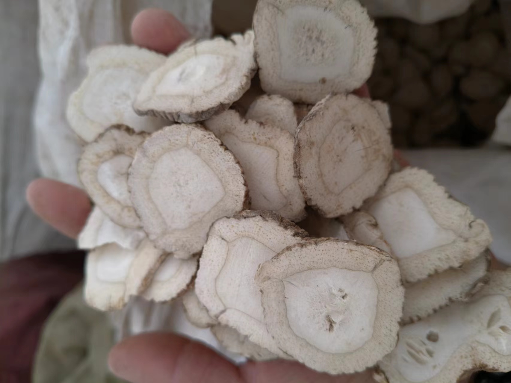 白芷与香芷切片宏观与微观对比