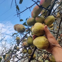 云南野生白花酸木瓜