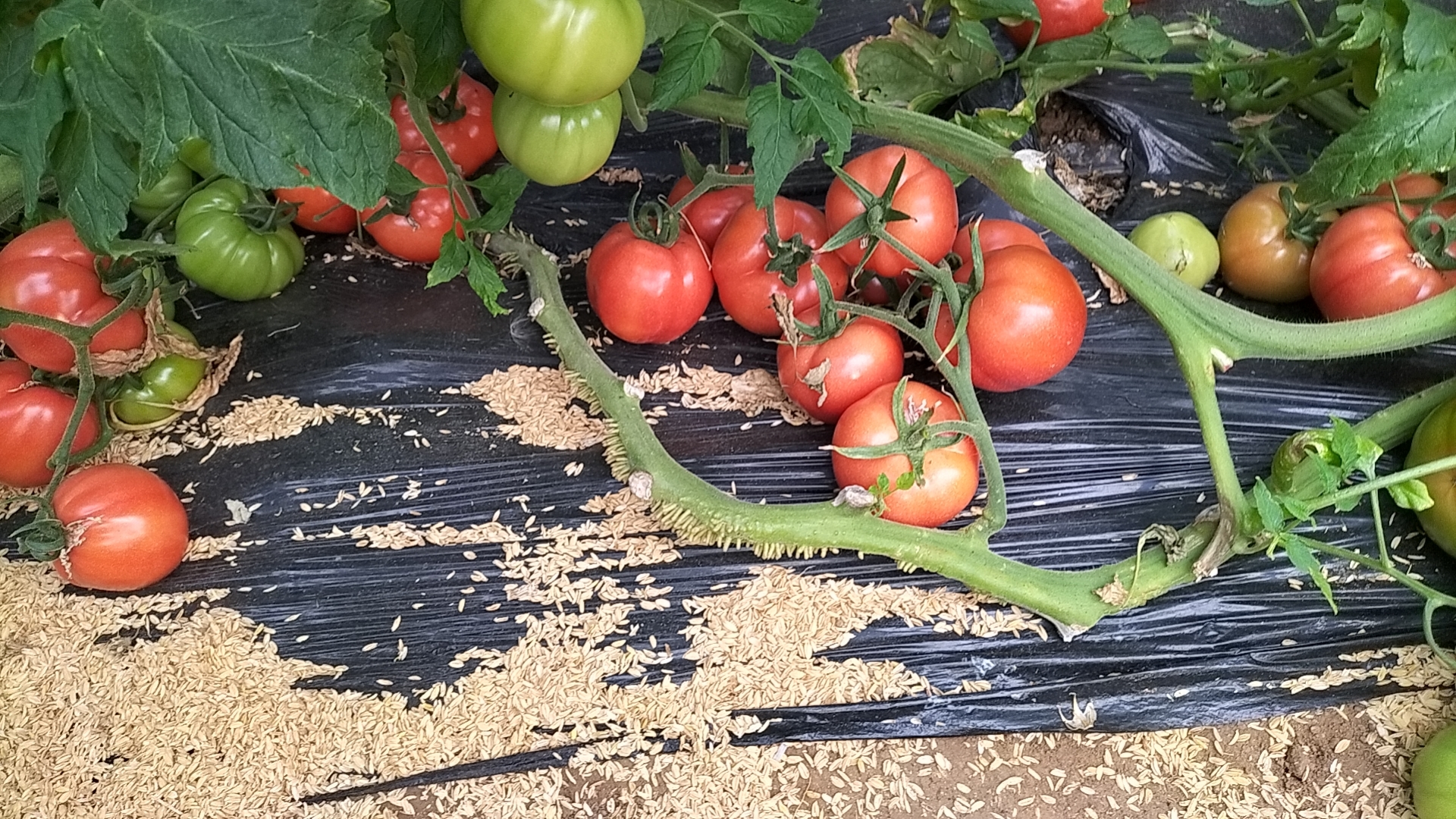 成熟的普罗旺斯西红柿采摘场景