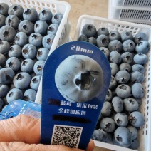 花香蓝莓L25优瑞卡f6L11纯甜无酸全国发货