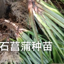 石菖蒲种苗