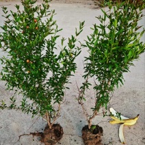 花石榴杯苗丛生花石榴1-3米陕西花石榴苗木基地