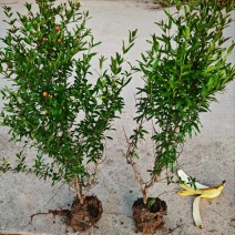 花石榴杯苗观赏花石榴容器苗陕西丛生花石榴1-3米直销
