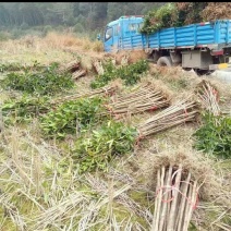 大量低价出售占地桂花树，裸根苗