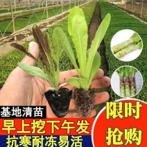 苗场基地直发，货源充足量大从优欢迎新老客户前来咨询订购！