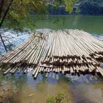海竹