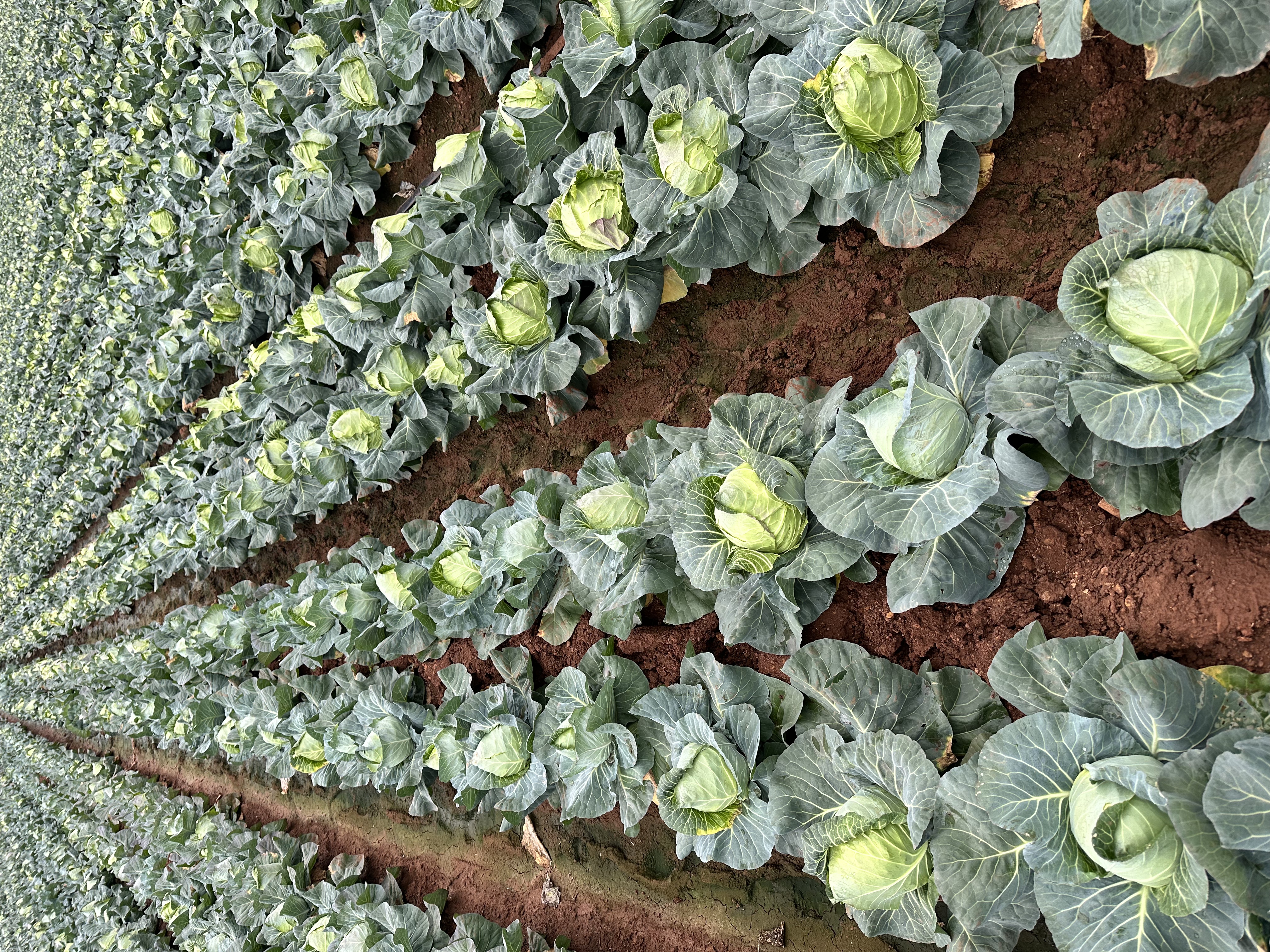 云南高原紫钻6号种植基地航拍图