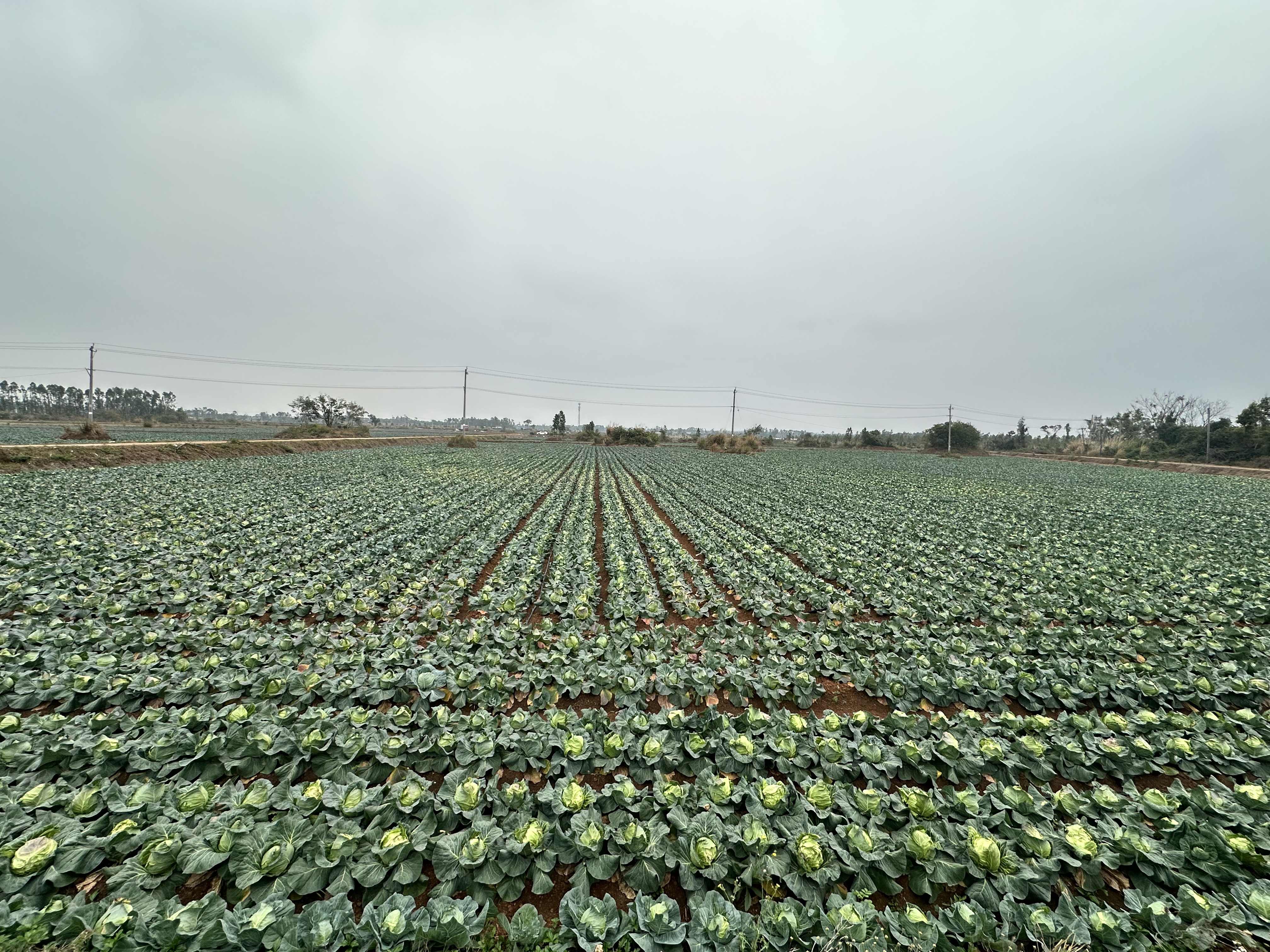 农民在田间采收牛心甘蓝的场景