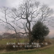 10--80公分异型，龙爪，丛生乌桕等