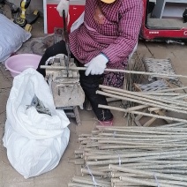 鲁临107速生杨繁育基地！1500亩