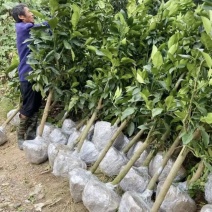 南北方适合种的红心马家柚苗柚子苗马家柚苗基地直供诚信经营