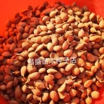 毛桃种子，山杏，山桃种子，全国顺丰发货，保证一手货源，质