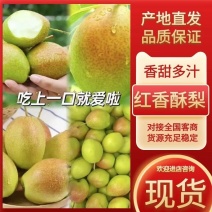 【皮薄脆甜无渣】陕西蒲城红香酥梨，小香梨来电咨询