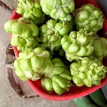 新鲜榨菜