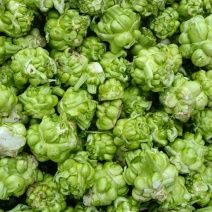 涪陵榨菜